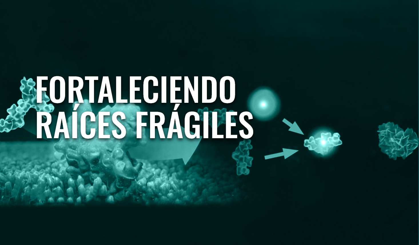 Fortaleciendo raíces frágiles